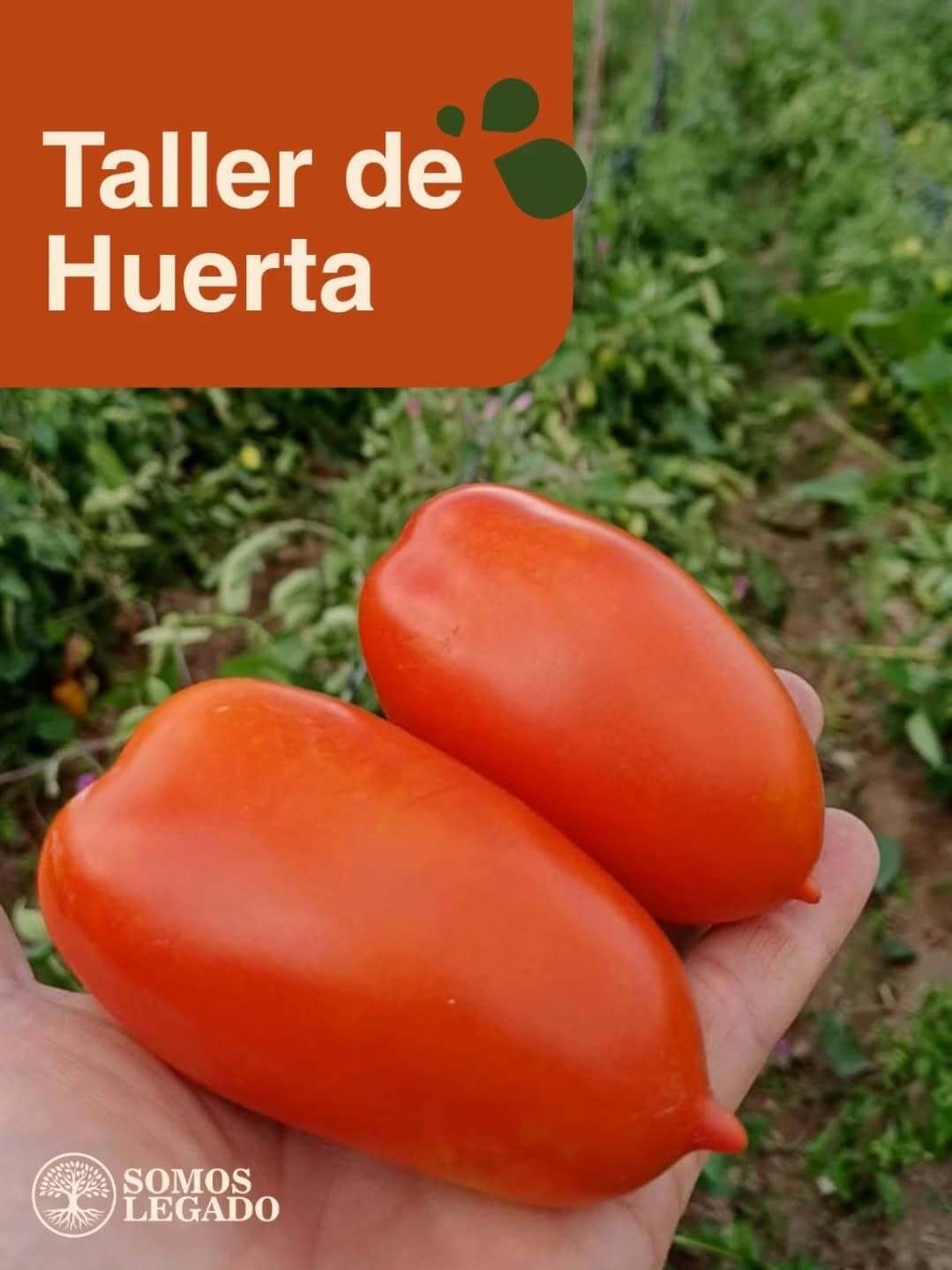Taller de huerta - Iniciativa ambiental